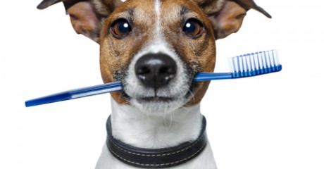 how-to-clean-your-dogs-teeth